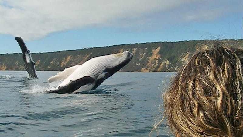 Dolphin View Kayak Tour and Great Beach Drive Adventure Rainbow Beach