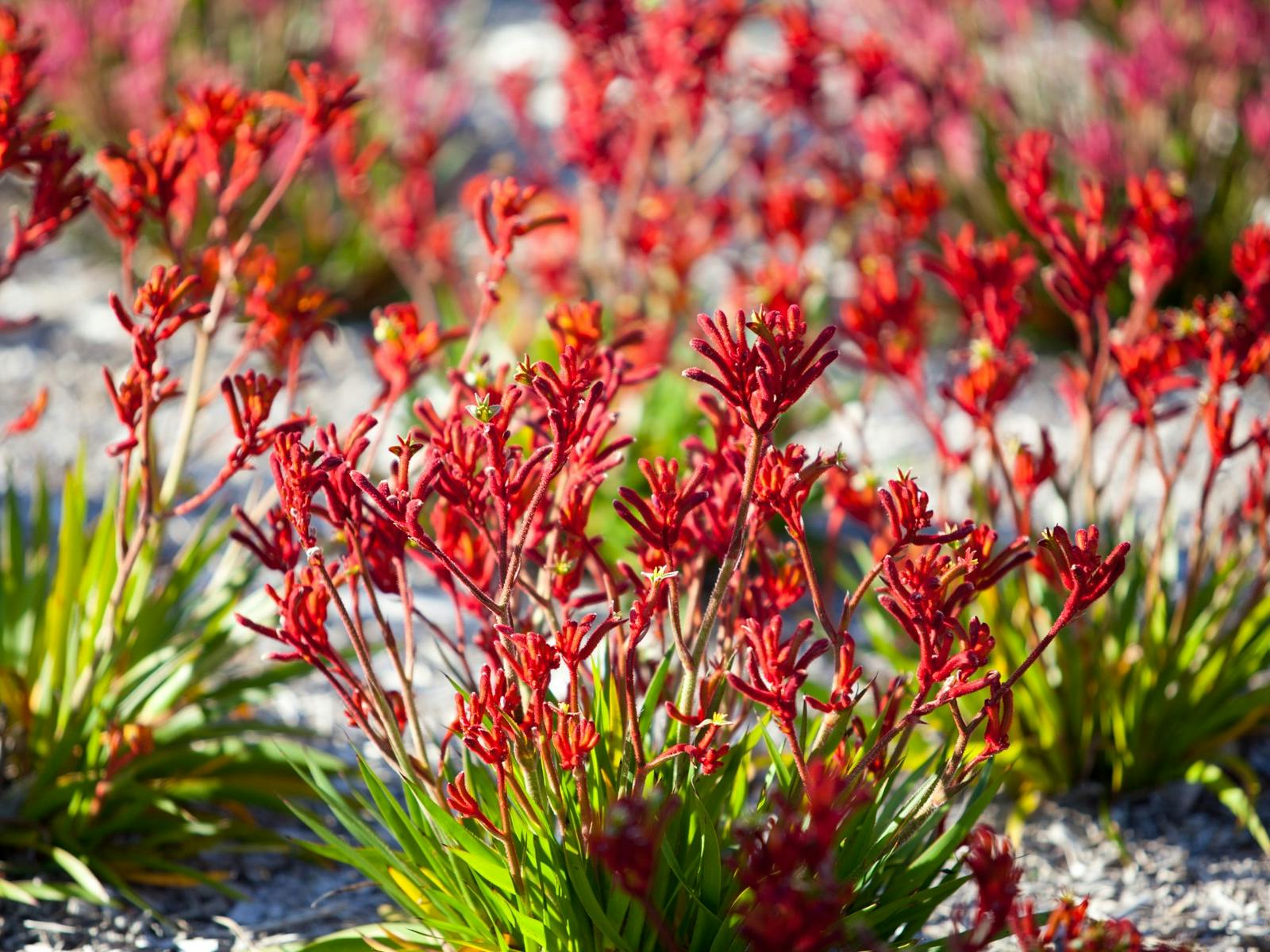 Autopia Tours - Western Australian Wildflower Season