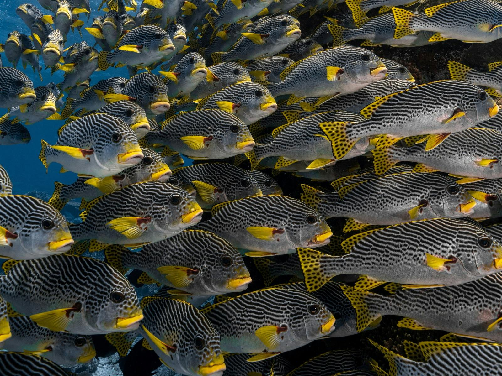 Spirit of Freedom and the Great Barrier Reef
