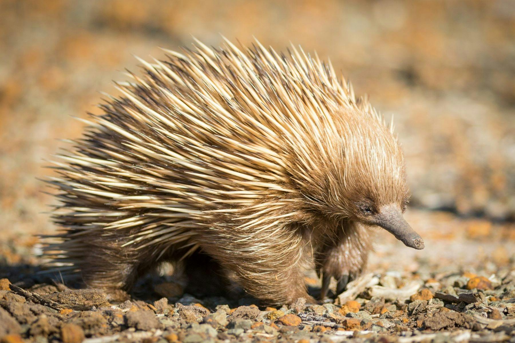 Echidna Seal Bay Conservation Park Kangaroo Island