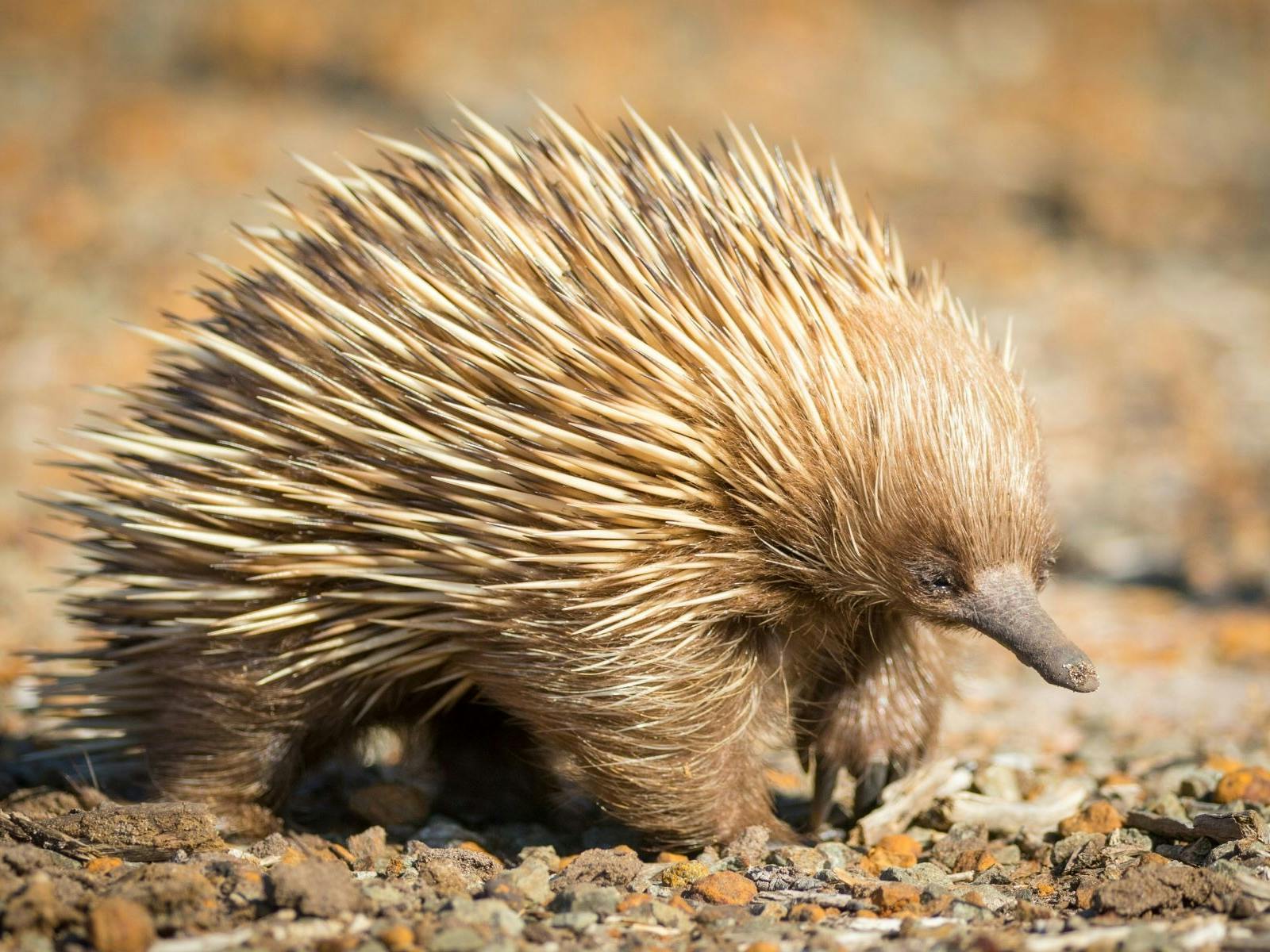 Echidna Seal Bay Conservation Park Kangaroo Island