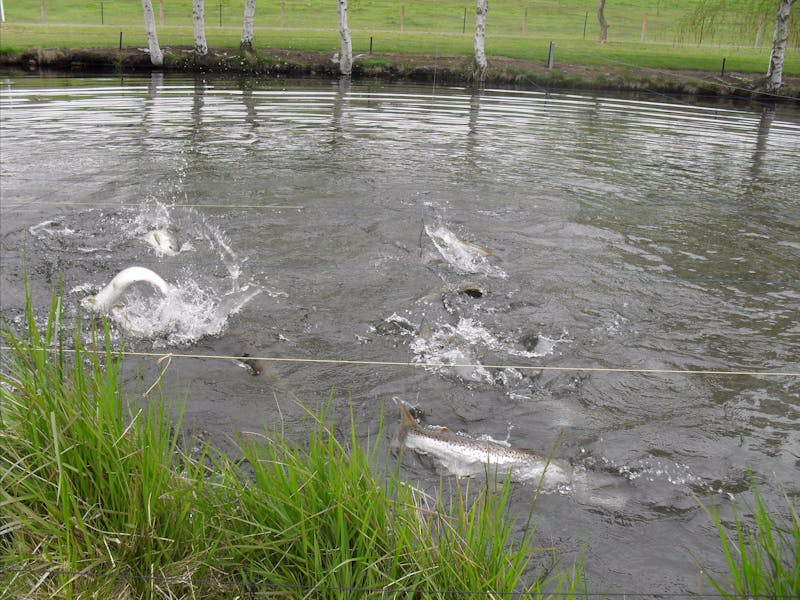 Gaden Trout Hatchery NSW Holidays & Things to Do