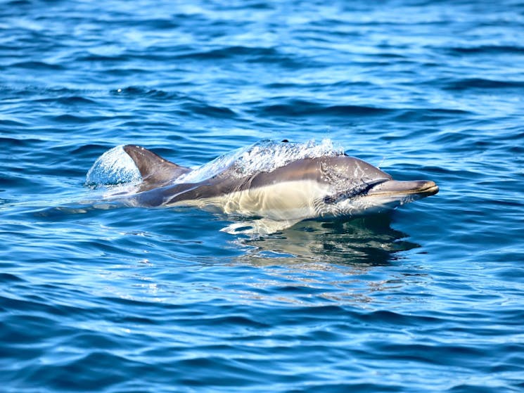 Dolphin near Lake Macquarie