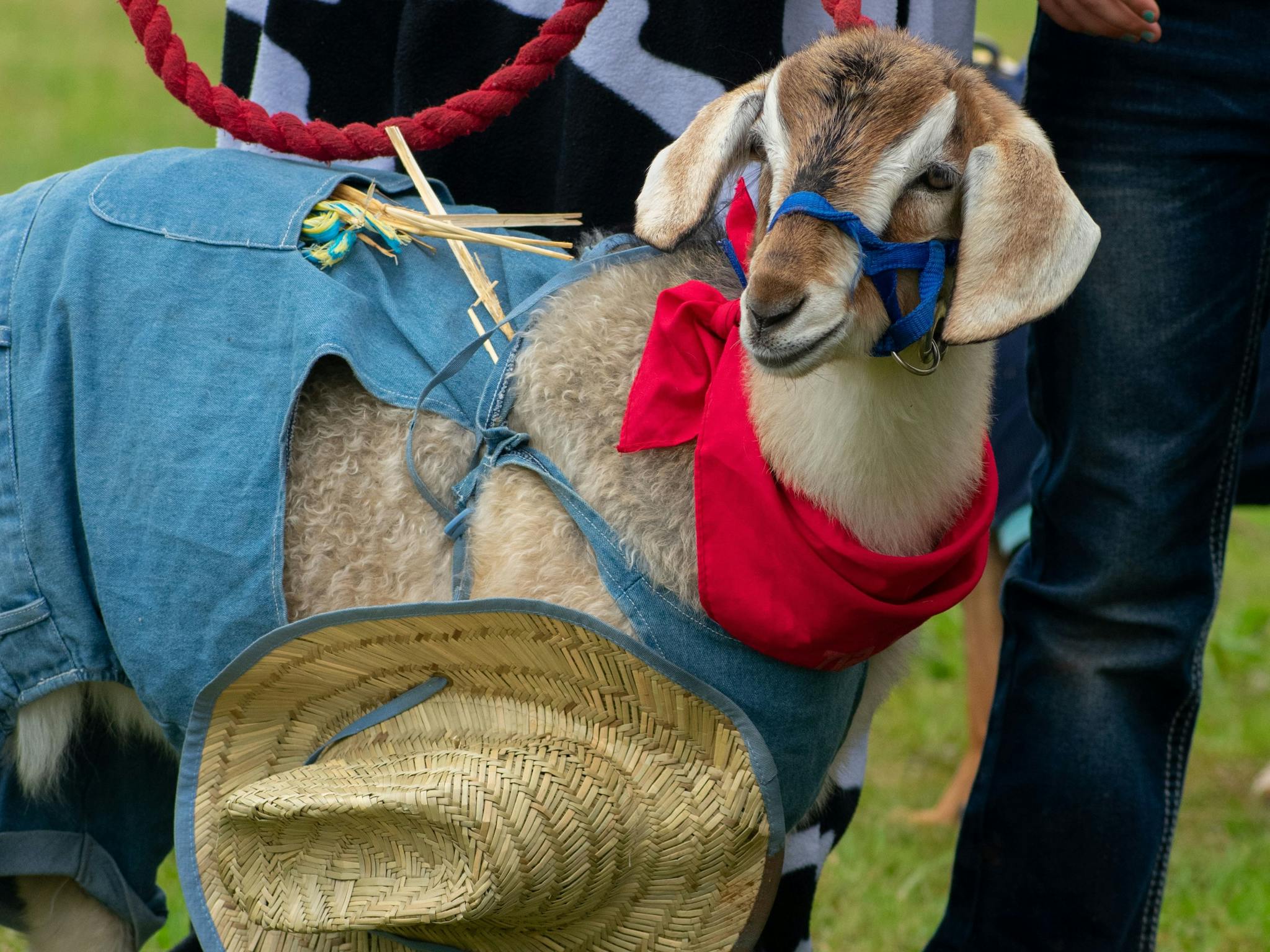 Small goat dressed in blue denim overalls and red neck scarf with straw hat around neck.