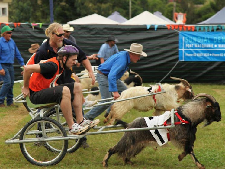 Comboyne Show Mountain Goat Races