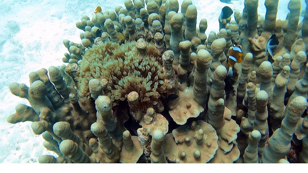 Remote Area Dive
