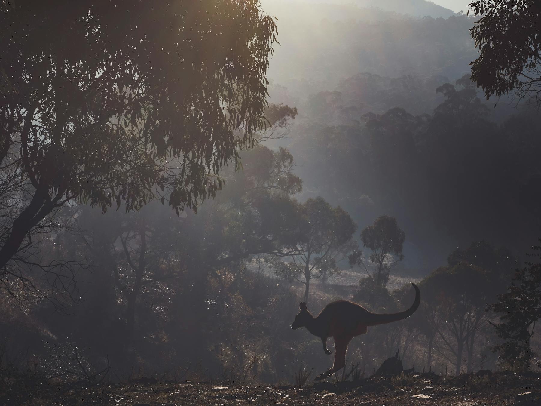 Foggy morning near the dam