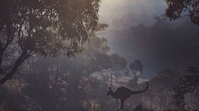 Foggy morning near the dam