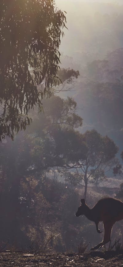 Foggy morning near the dam