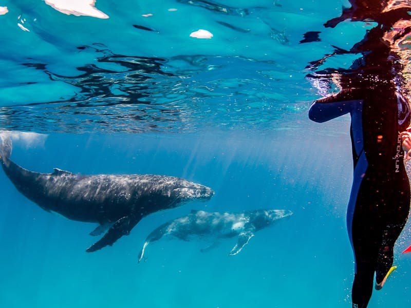 Live Ningaloo, Exmouth, Western Australia