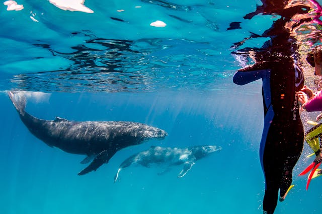 Live Ningaloo, Exmouth, Western Australia