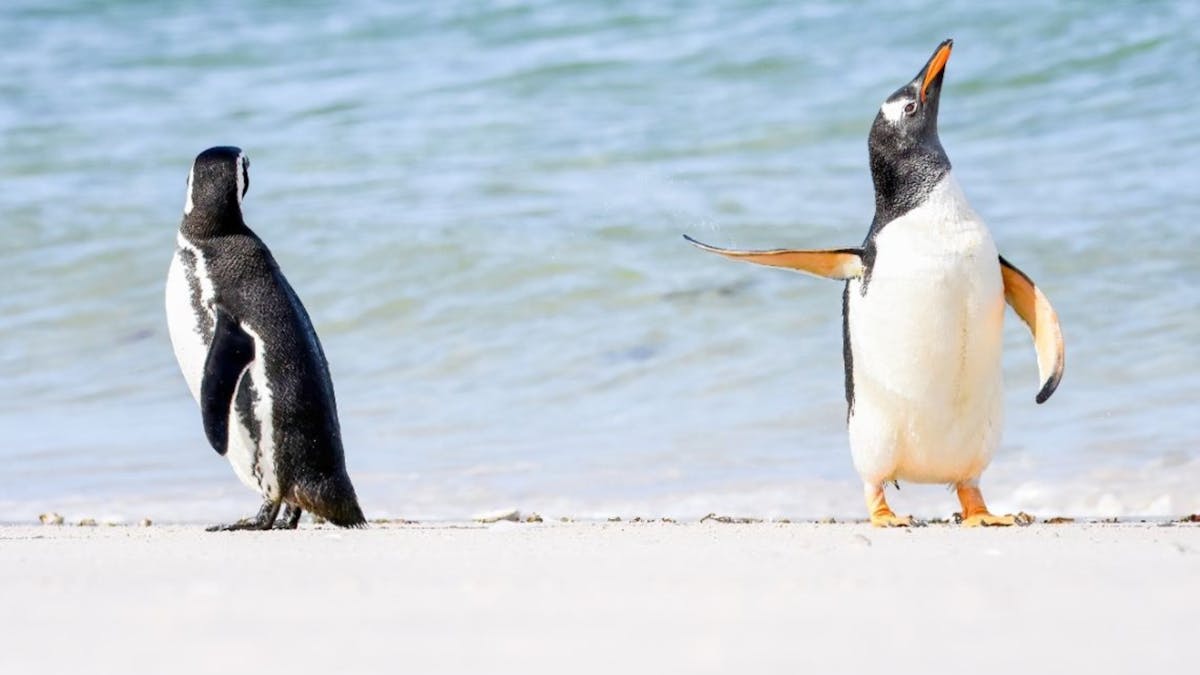 The Comedy Wildlife Photography Awards