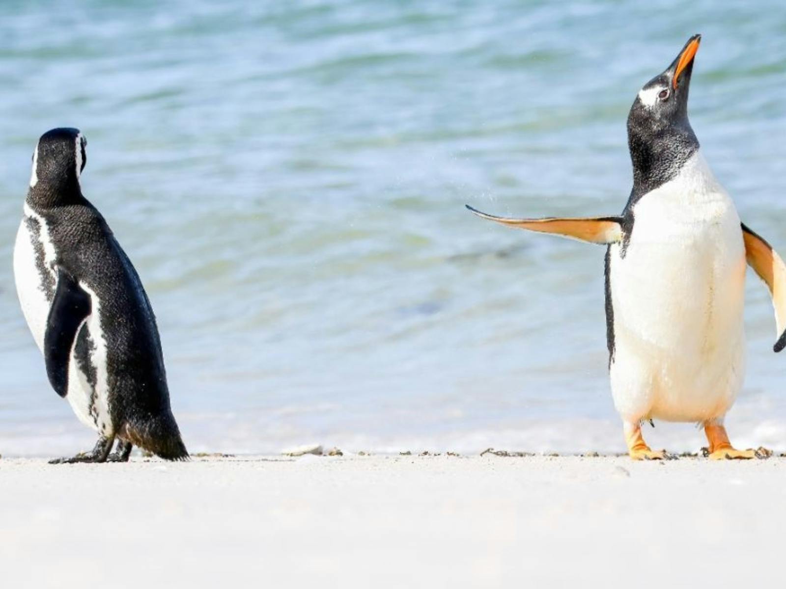 The Comedy Wildlife Photography Awards The Comedy Wildlife Photography Awards