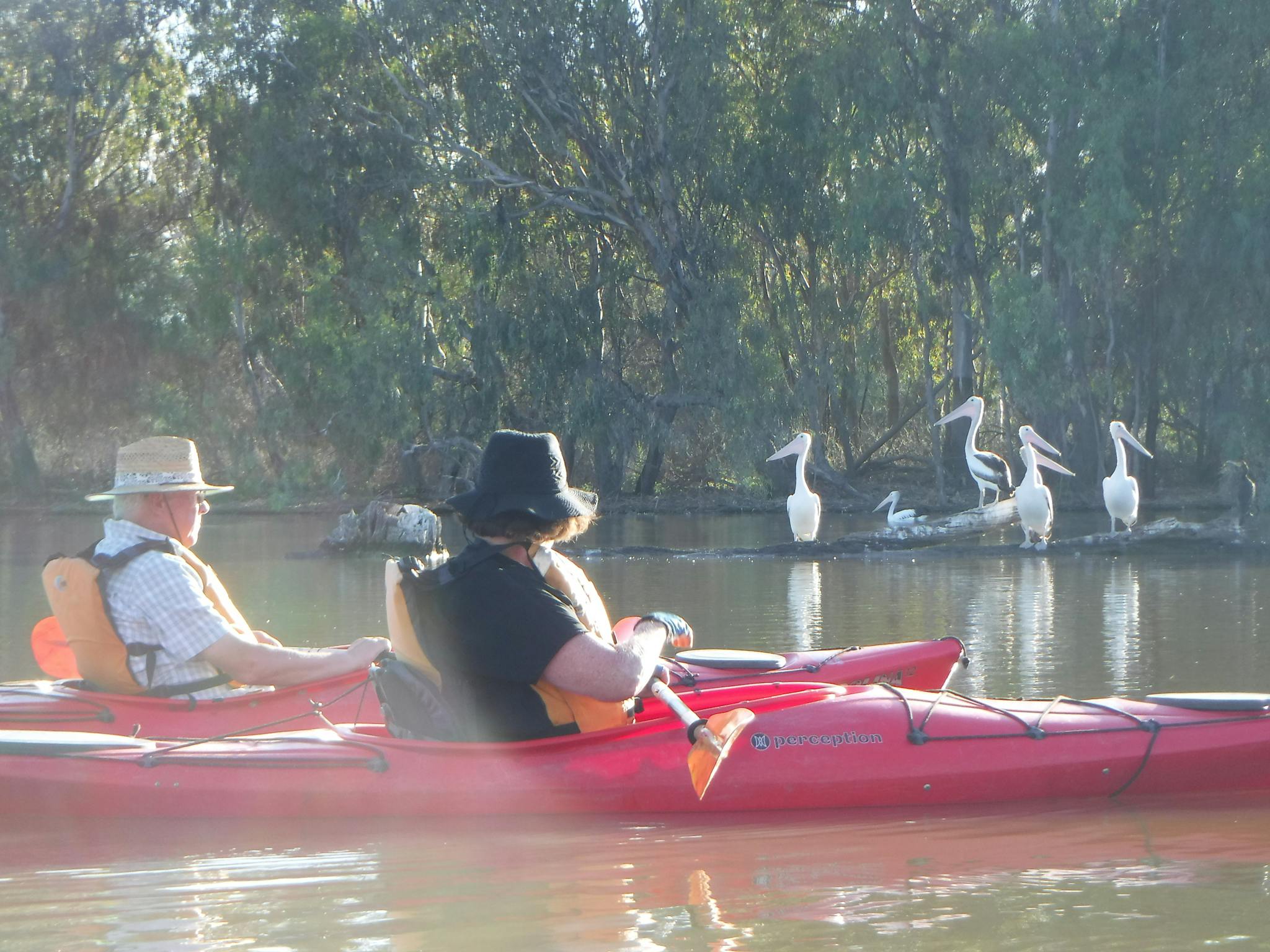 Older couple floating in kayaks watching the group of pelicans large behind them on Murray River