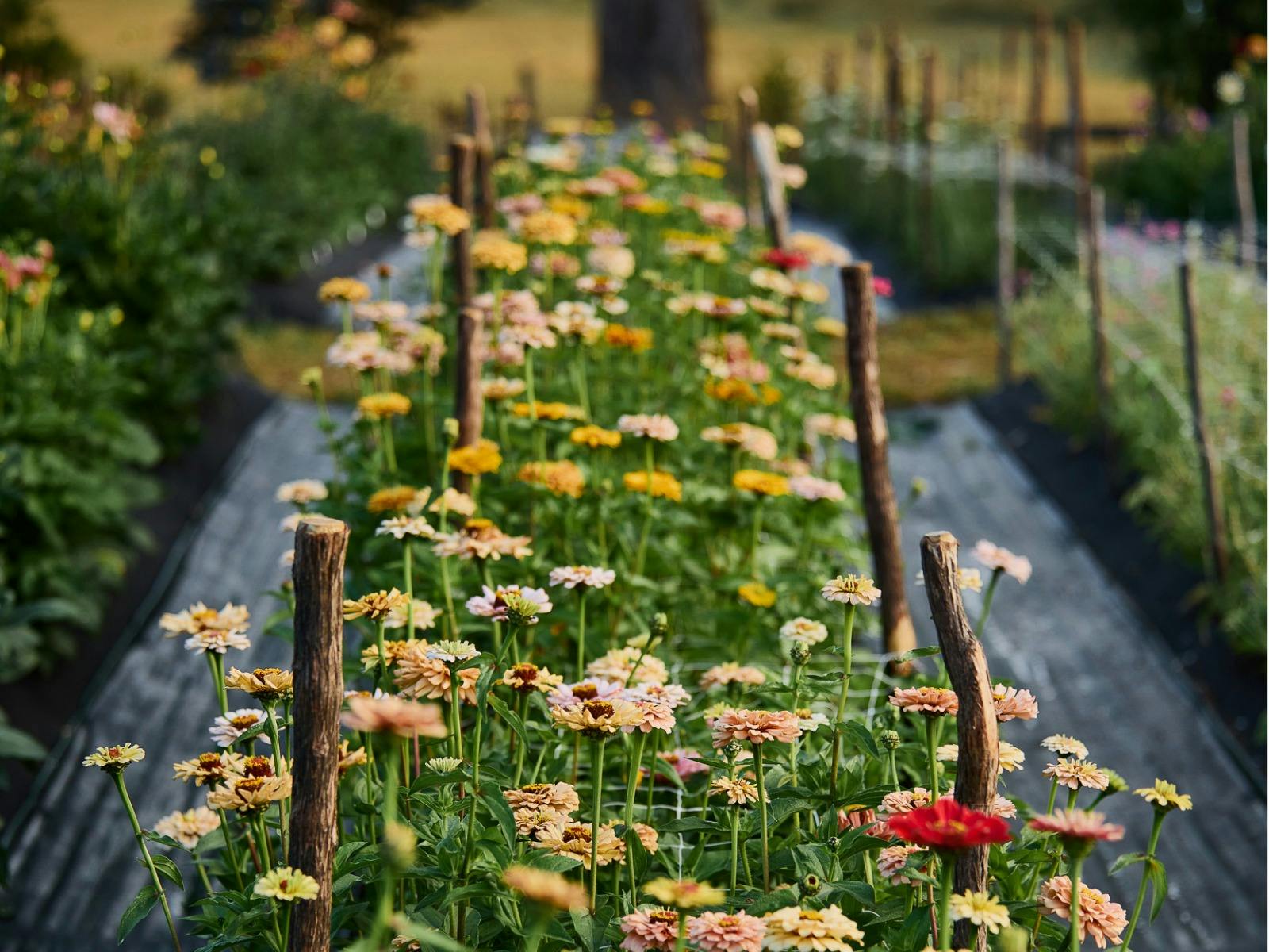 Zinnias at Earthenry Flower Farm
