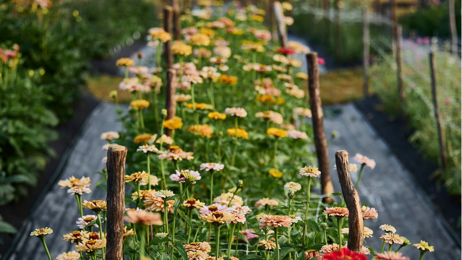 Flowers at Earthenry