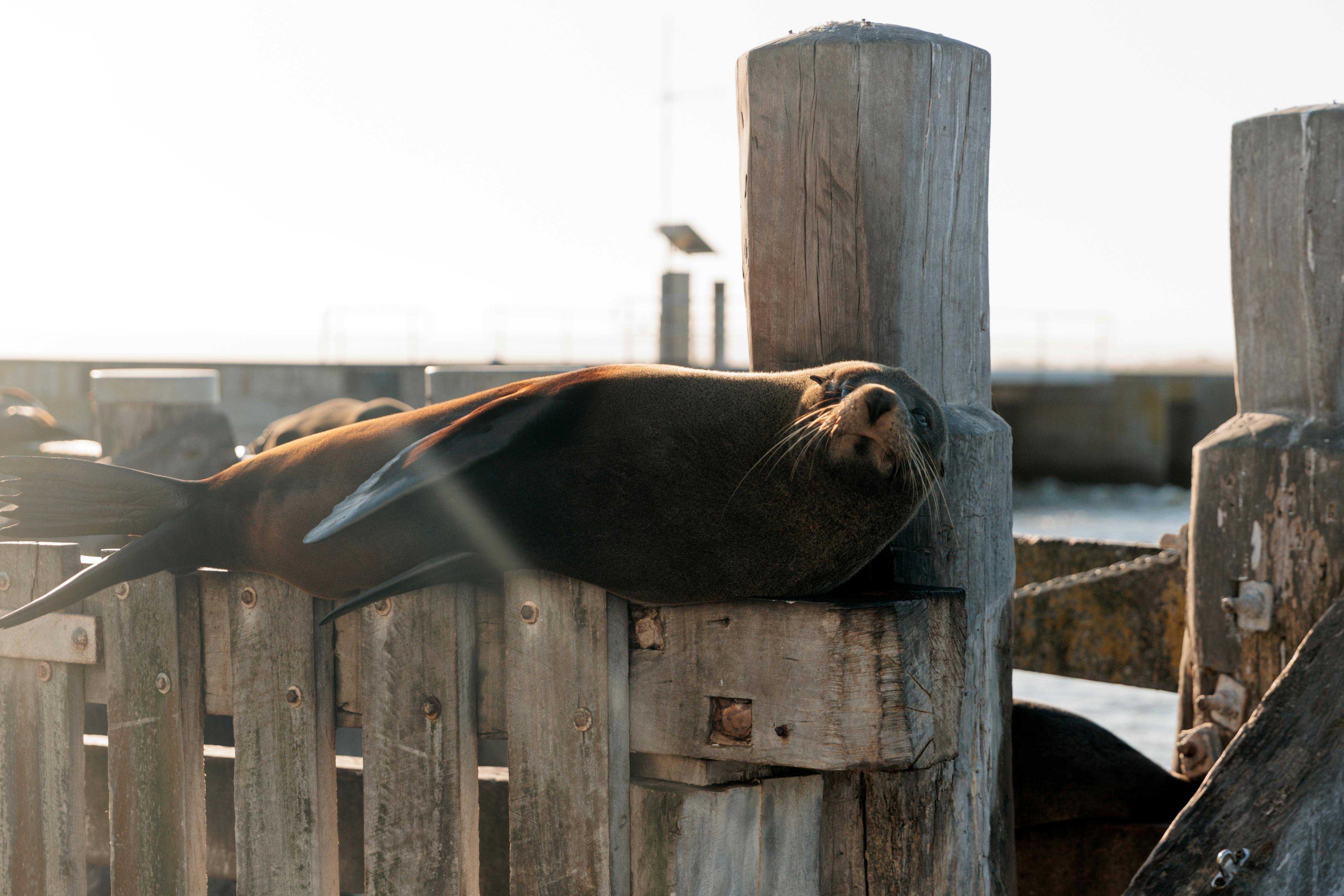 A seal lounges on a wooden dock, basking in the sunlight with a relaxed expression.