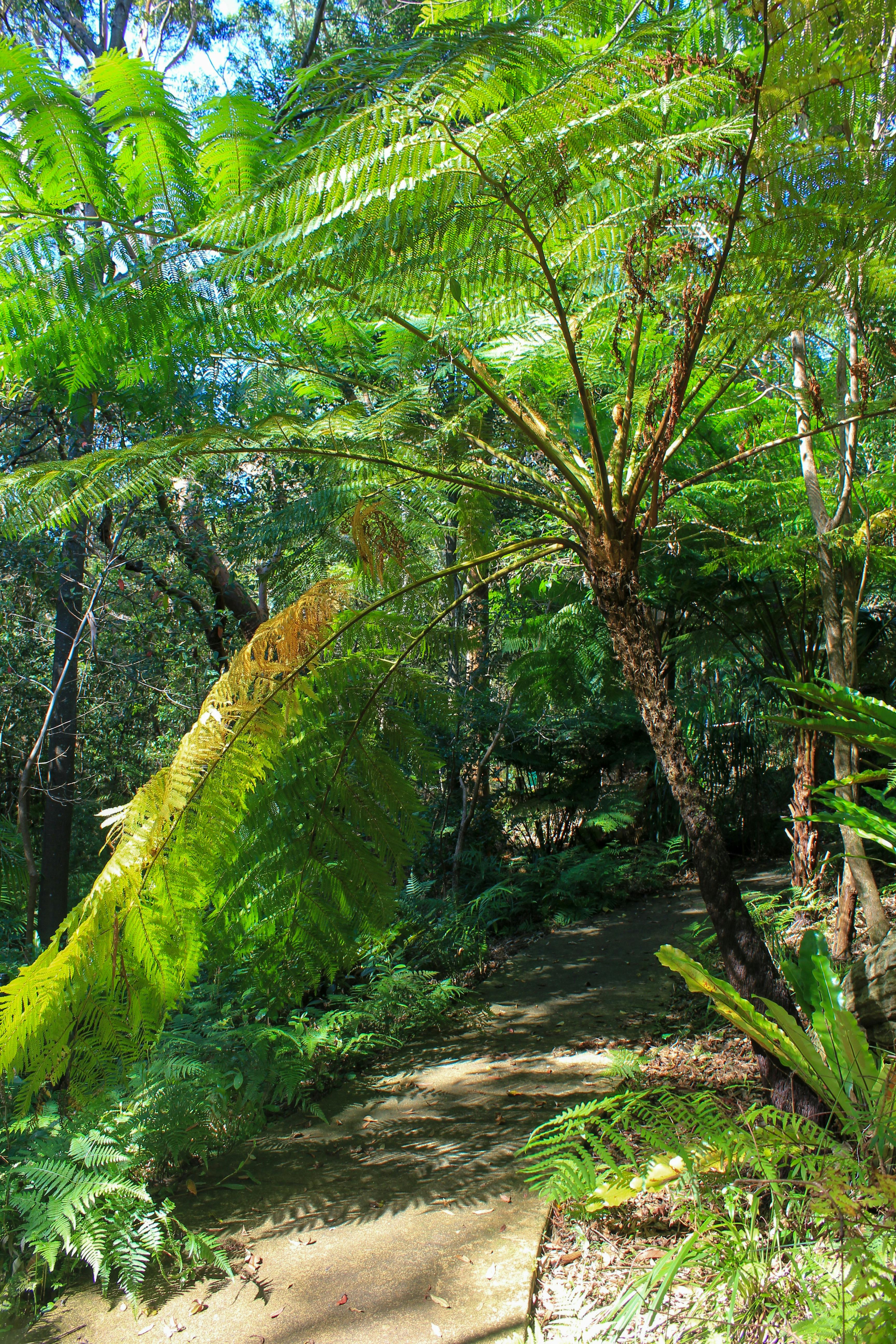 Fauna at Stony Range Botanical Gardens