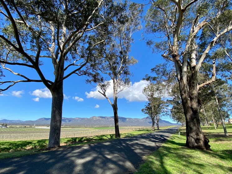 A country road in the Hunter Valley