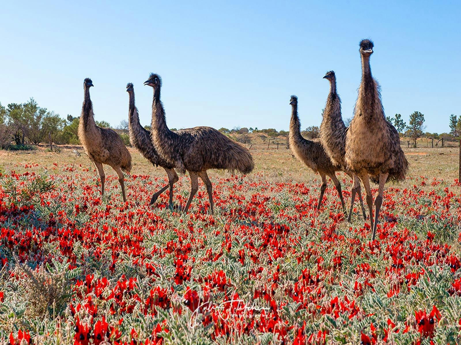 Emus amongst Sturt desert Peas