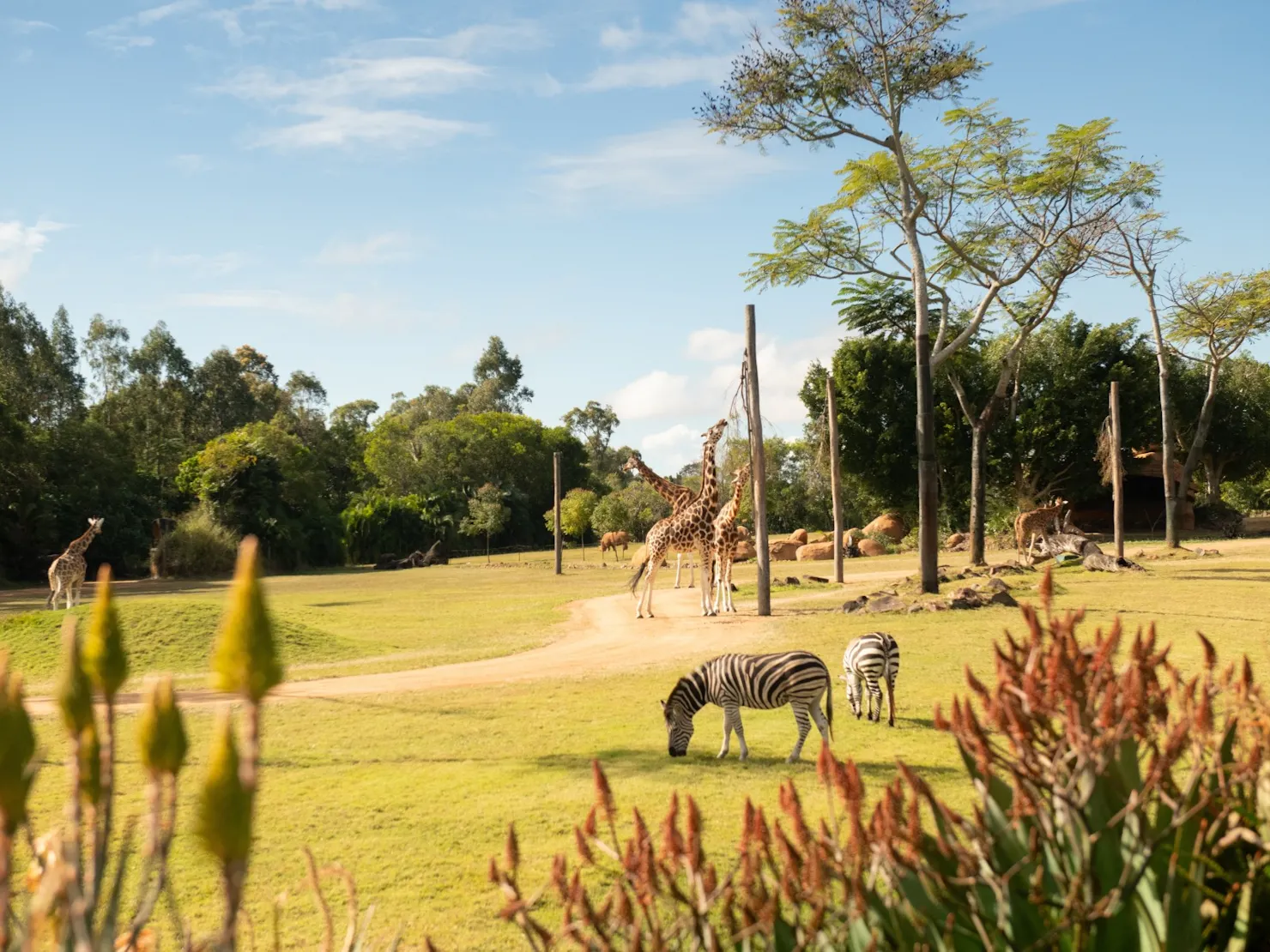 Animals on African savannah, giraffes and zebras