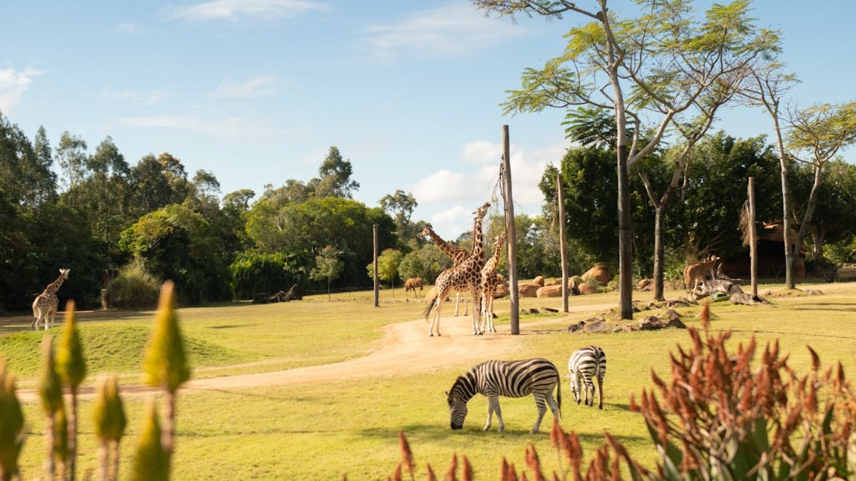Animals on African savannah, giraffes and zebras