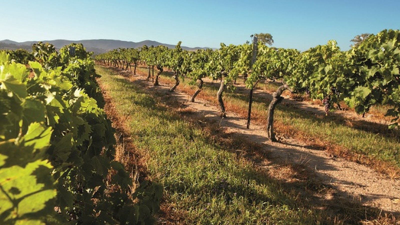 Granite Belt Wine Trail