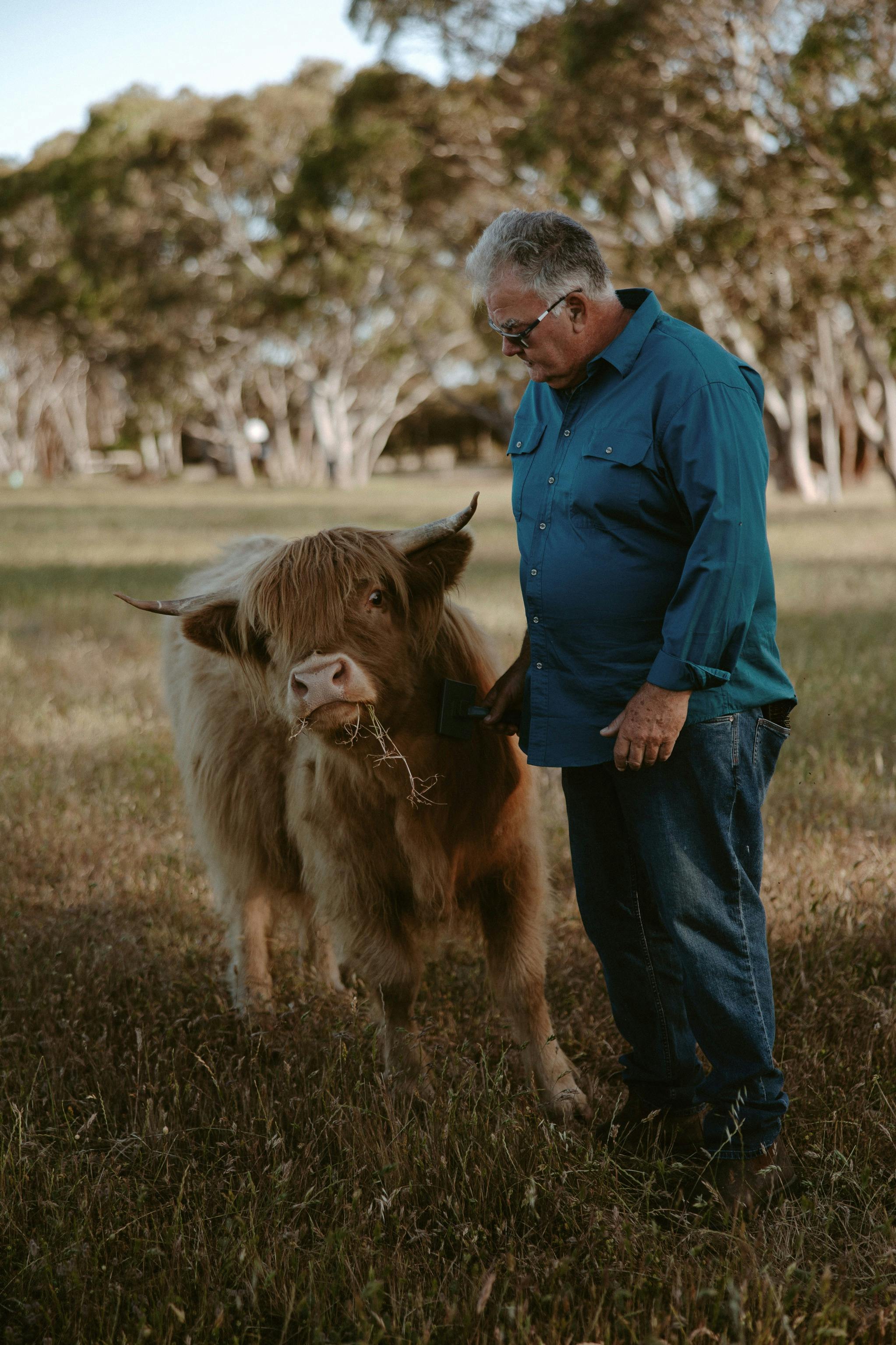 Beautiful Sunny the Highland Cow enjoying a brush