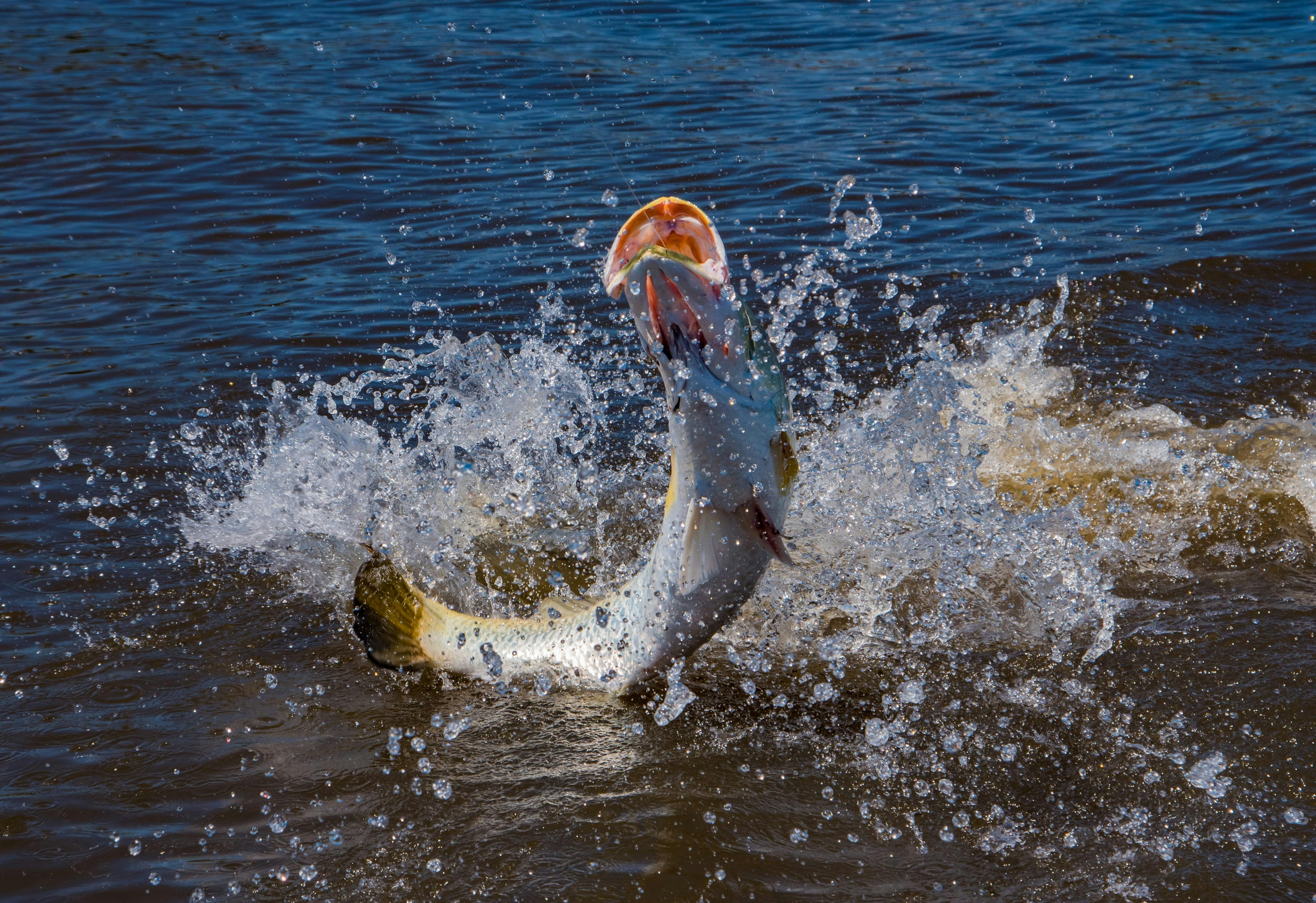Jumping Barramundi