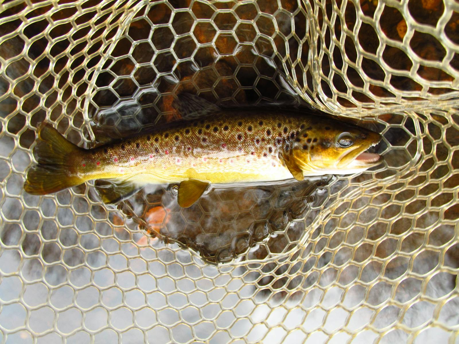 Brown Trout in a fishing net