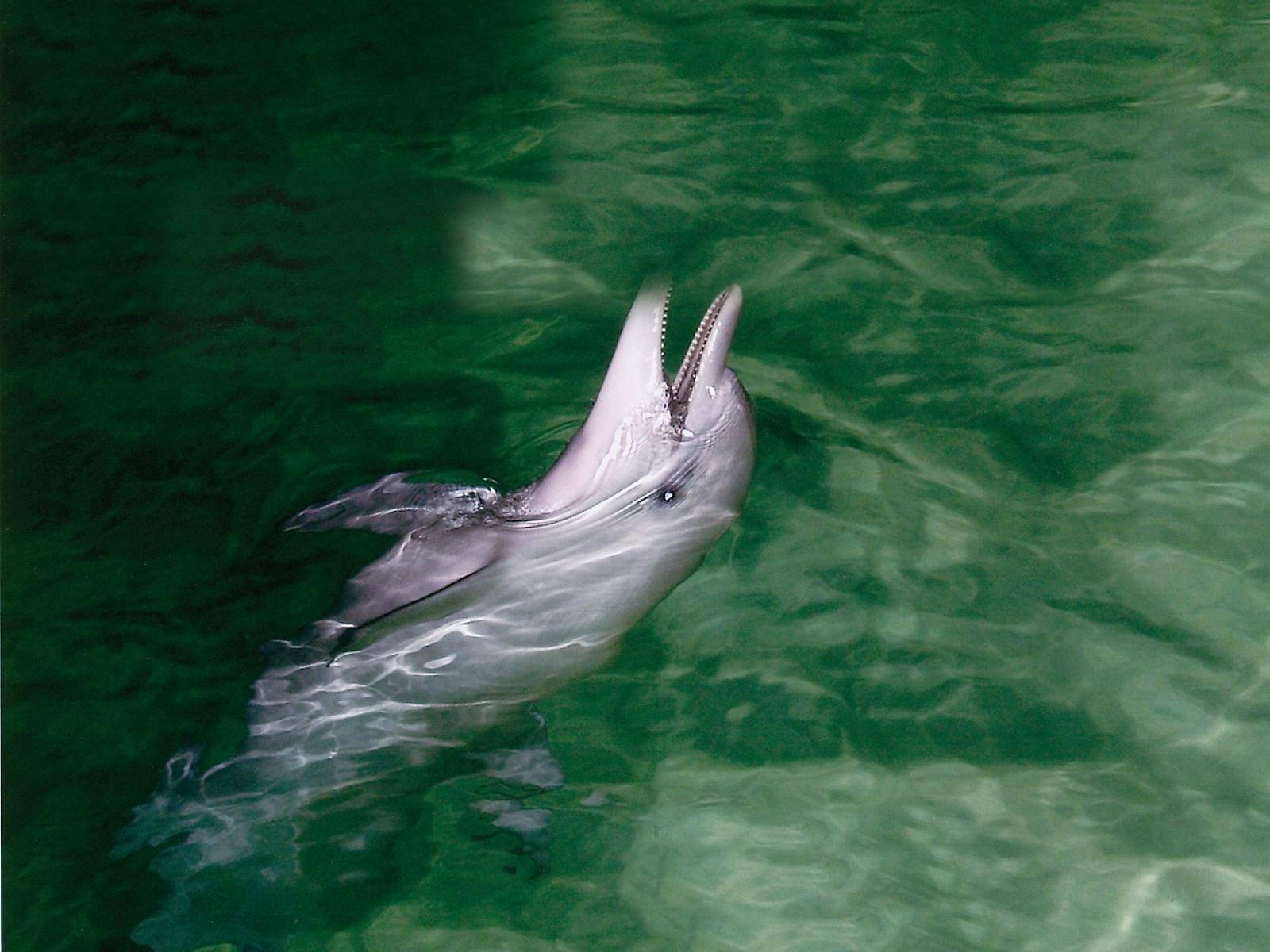 Dolphin Viewing