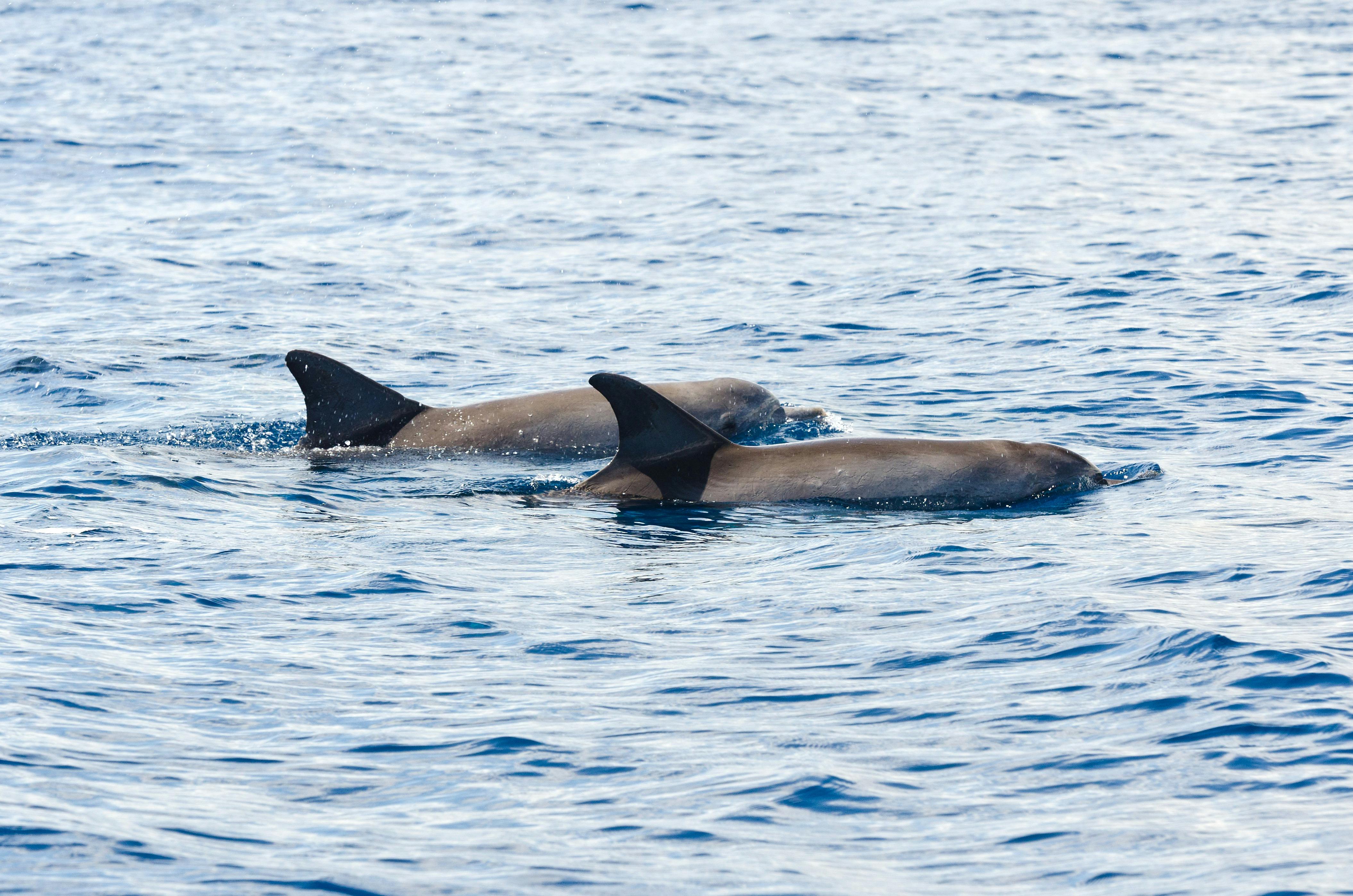 dolphins swimming alongside boat on caloundra charter company