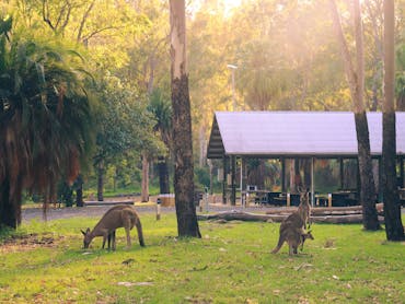 Sunrise at Breeze Carnaron, kangaroos enjoying a morning feed. Sunrise at Breeze Carnaron, kangaroos enjoying a morning feed.