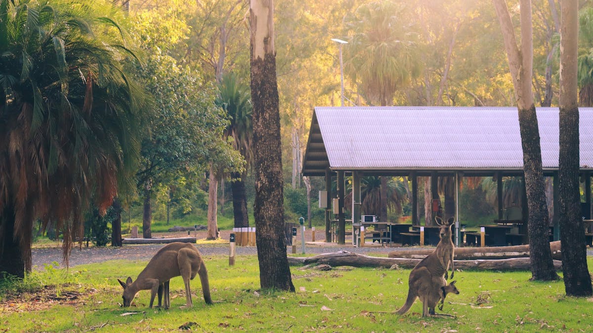 Sunrise at Breeze Carnaron, kangaroos enjoying a morning feed.