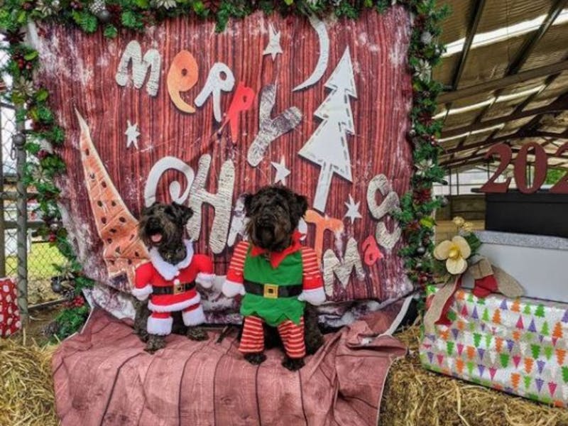 Image for A Pooch Affair - Xmas POOCHES PICNIC
