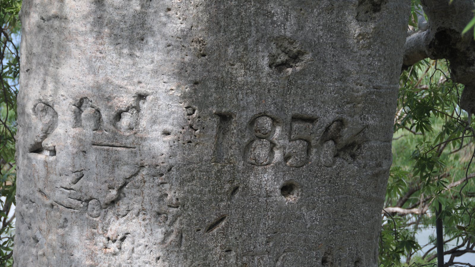 Gregory’s Tree, Timber Creek