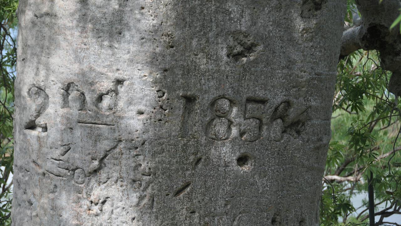 Inscription by Gregory’s party on the trunk of the Boab tree. The inscription reads: July 2nd 1856.