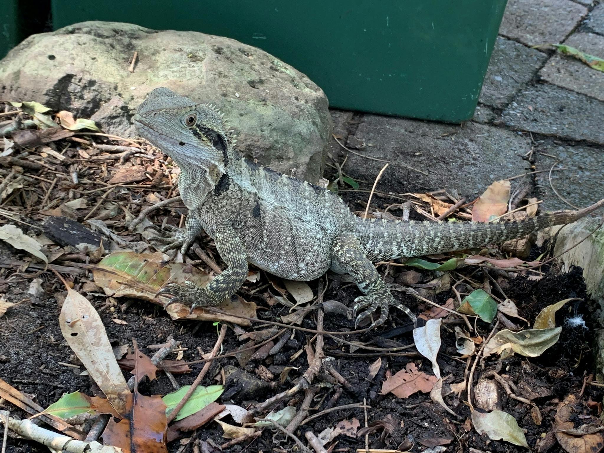 Water Dragon wildlife spotting on tour Water Dragon wildlife spotting on tour