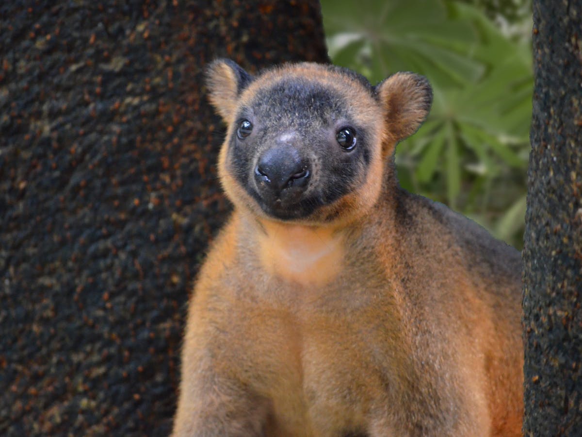 lumholtzs tree kangaroo at wildlife habitat port douglas