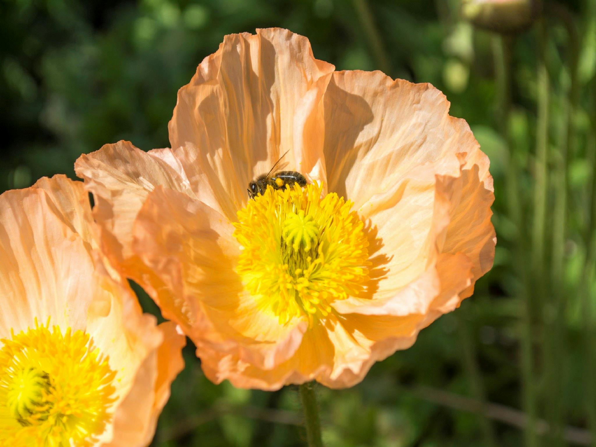 Portland Botanical Gardens