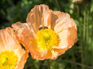 Portland Botanical Gardens