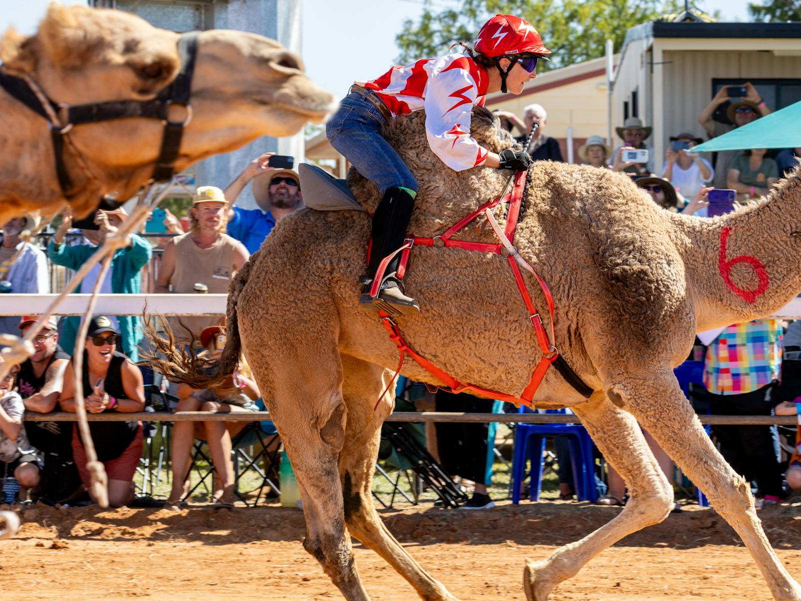 Image for Boulia Camel Races