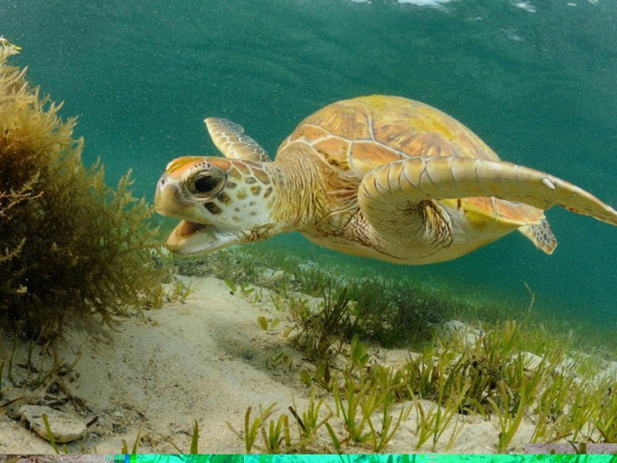 ロードハウ島海洋公園