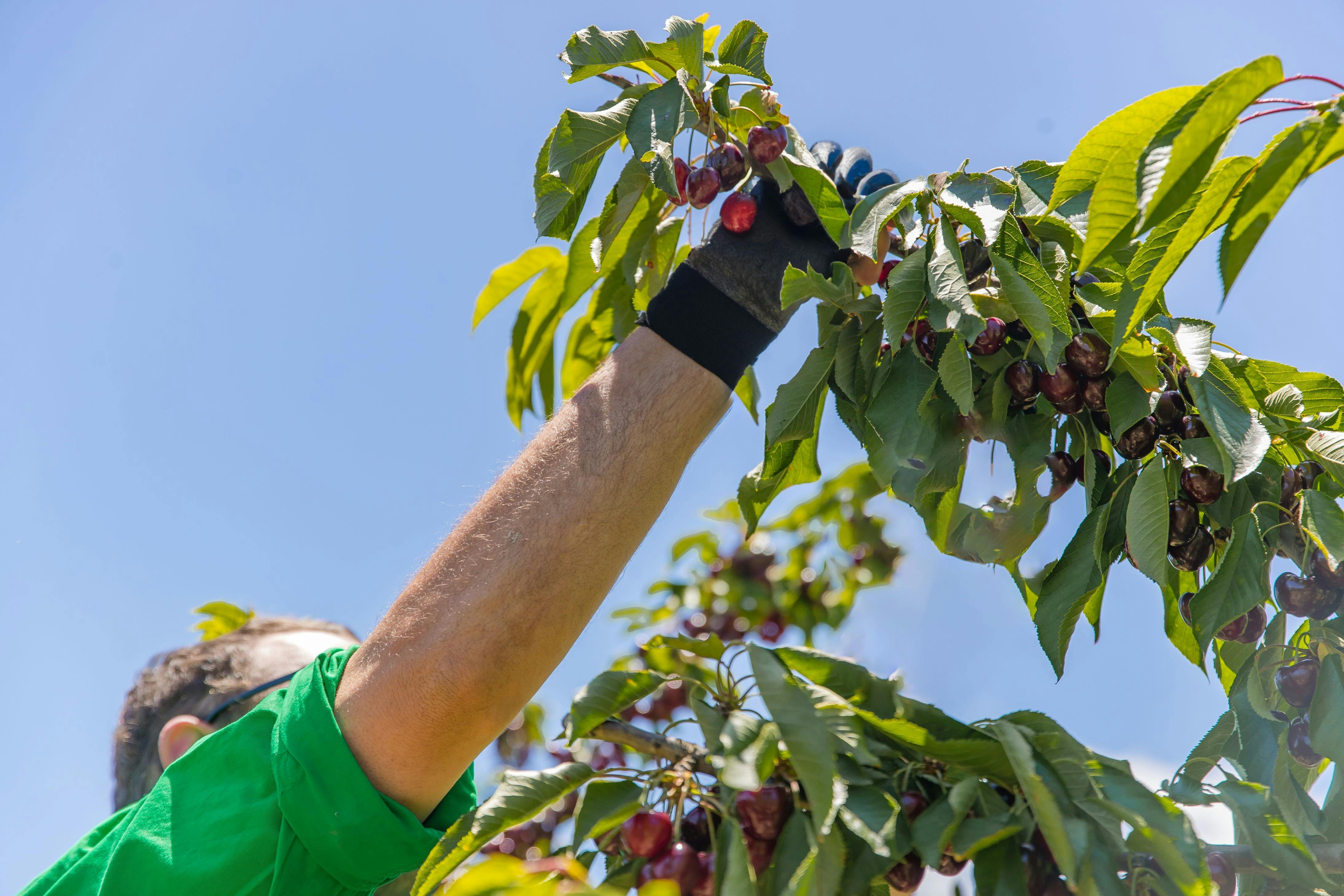 Tom picking cherries