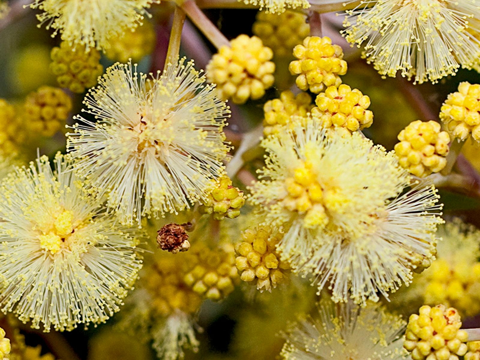 Close up high definition photo of Golden Wattle in bloom