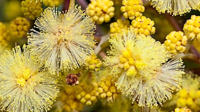 Close up high definition photo of Golden Wattle in bloom