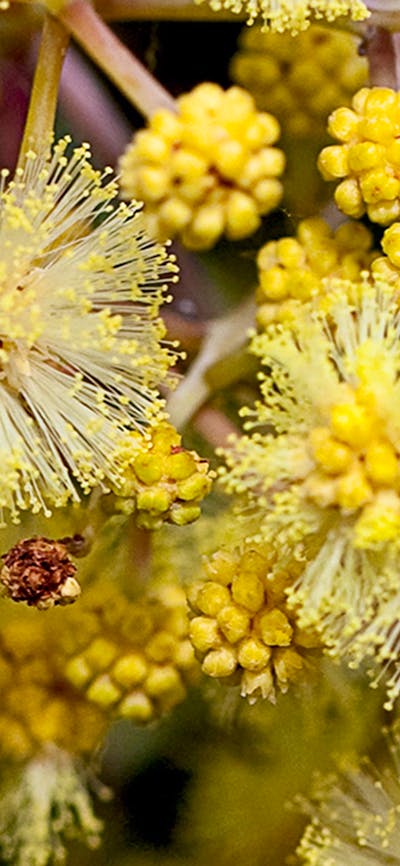 Close up high definition photo of Golden Wattle in bloom