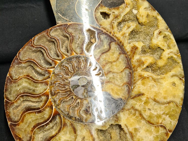 Ammonite Fossil