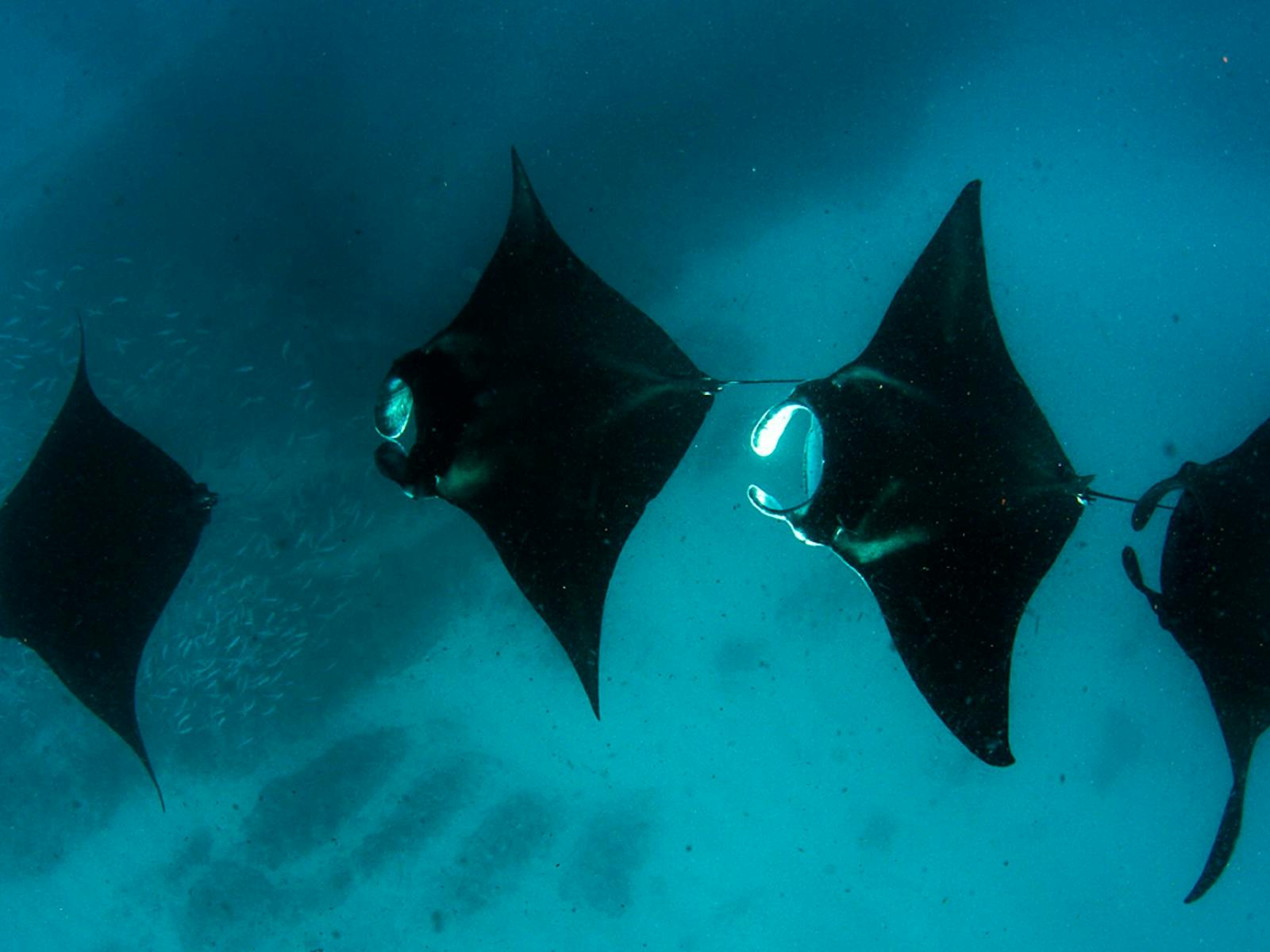 Kings Ningaloo Reef Tours, Exmouth, Western Australia