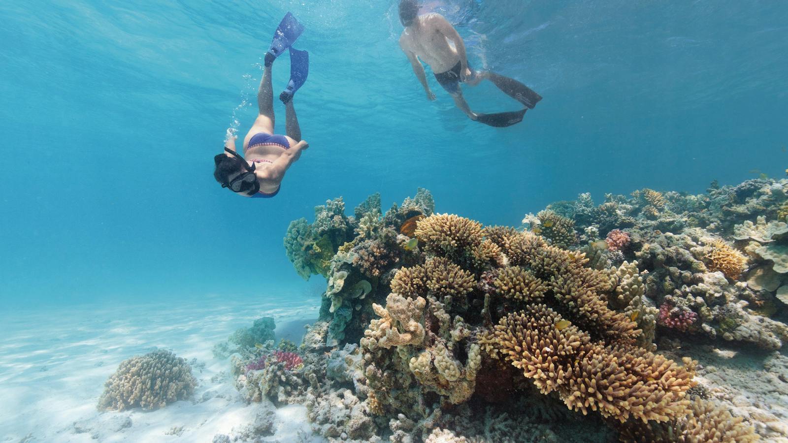 Snorkeling around the reef